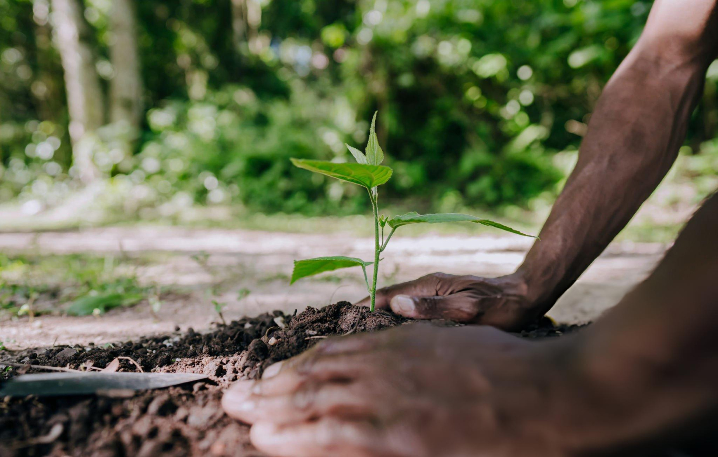 Planting Green Paths