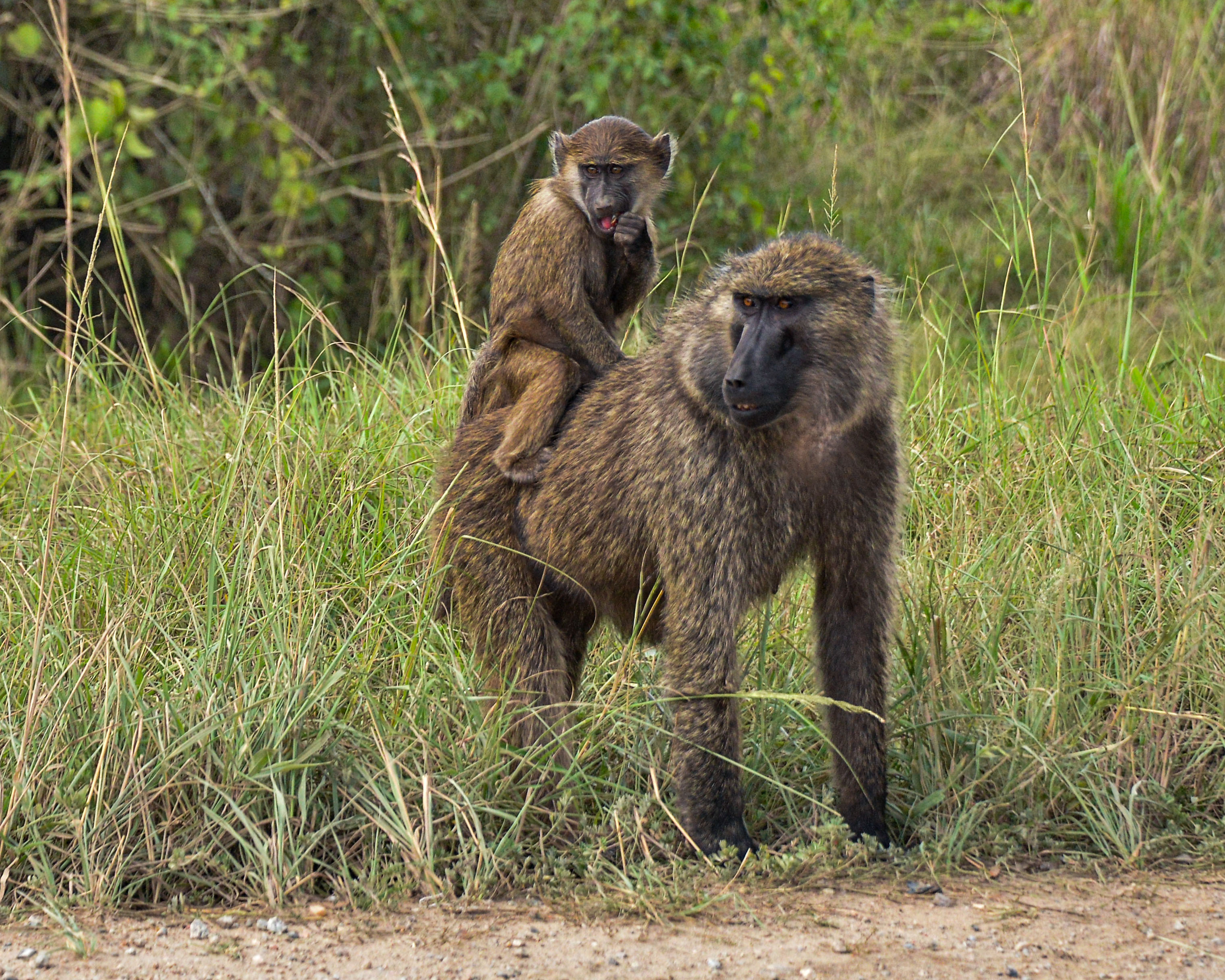 Mother chimp carrying baby in the forest