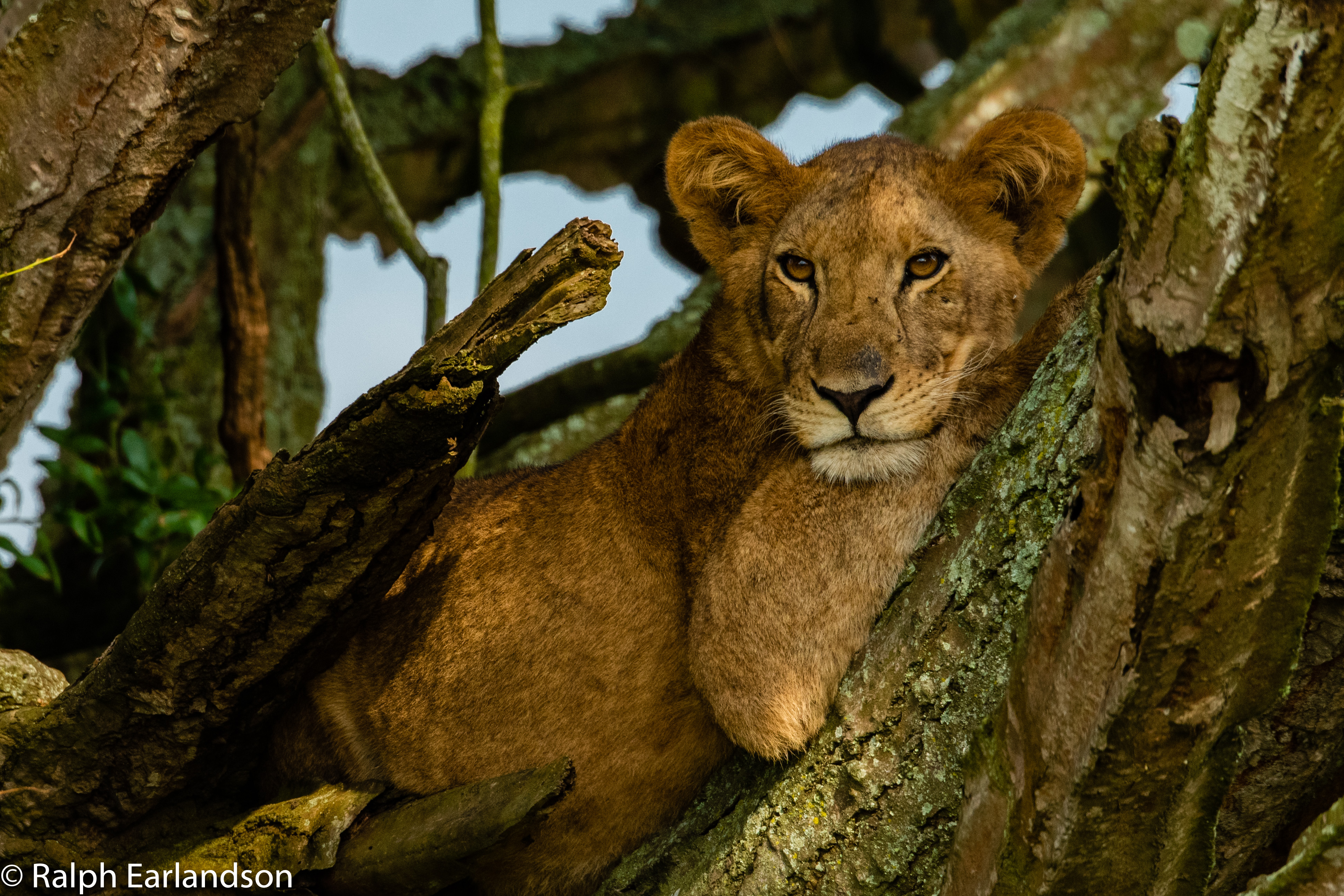 Lion resting in acacia tree at sunset