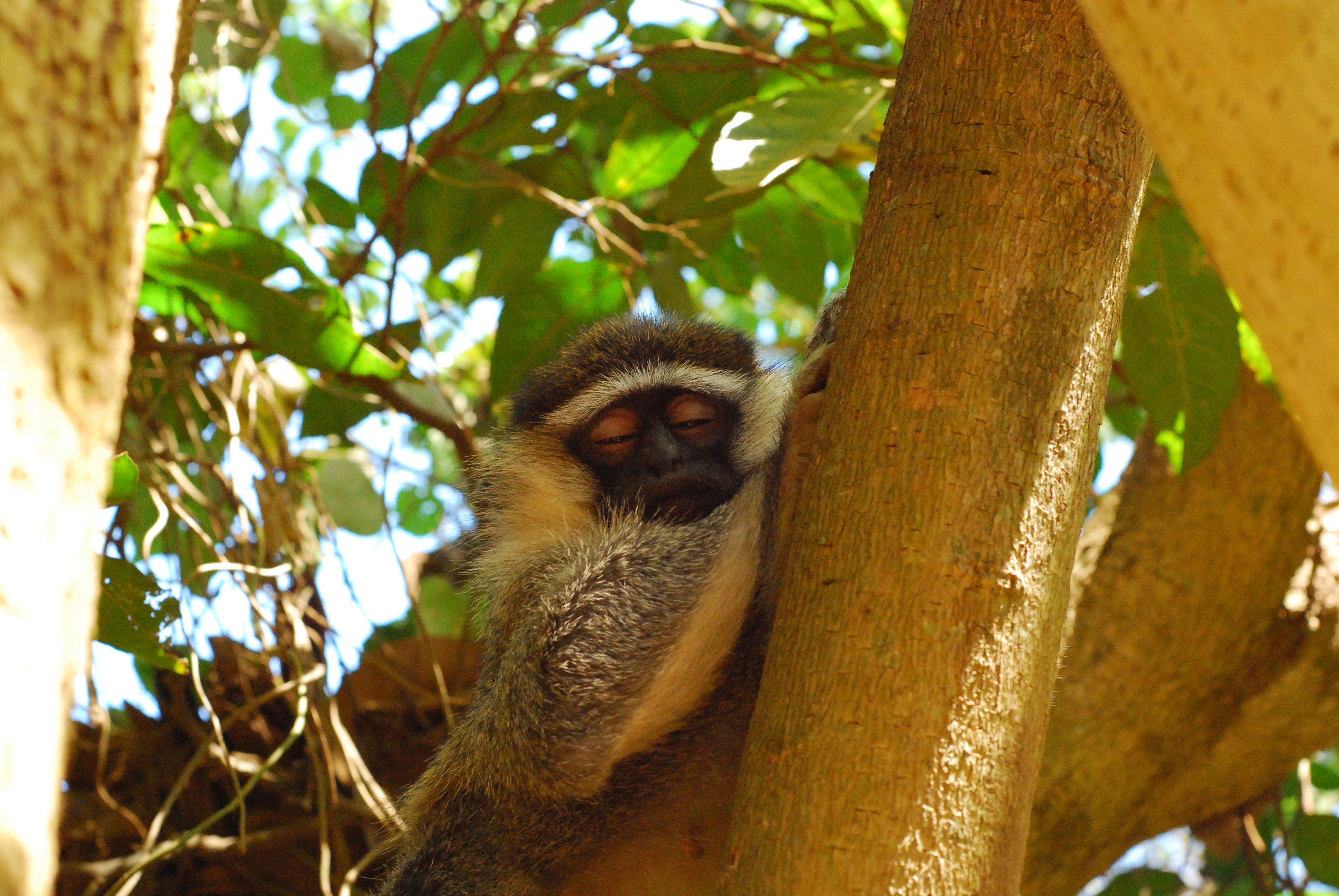 Sleeping monkey in the trees of Uganda