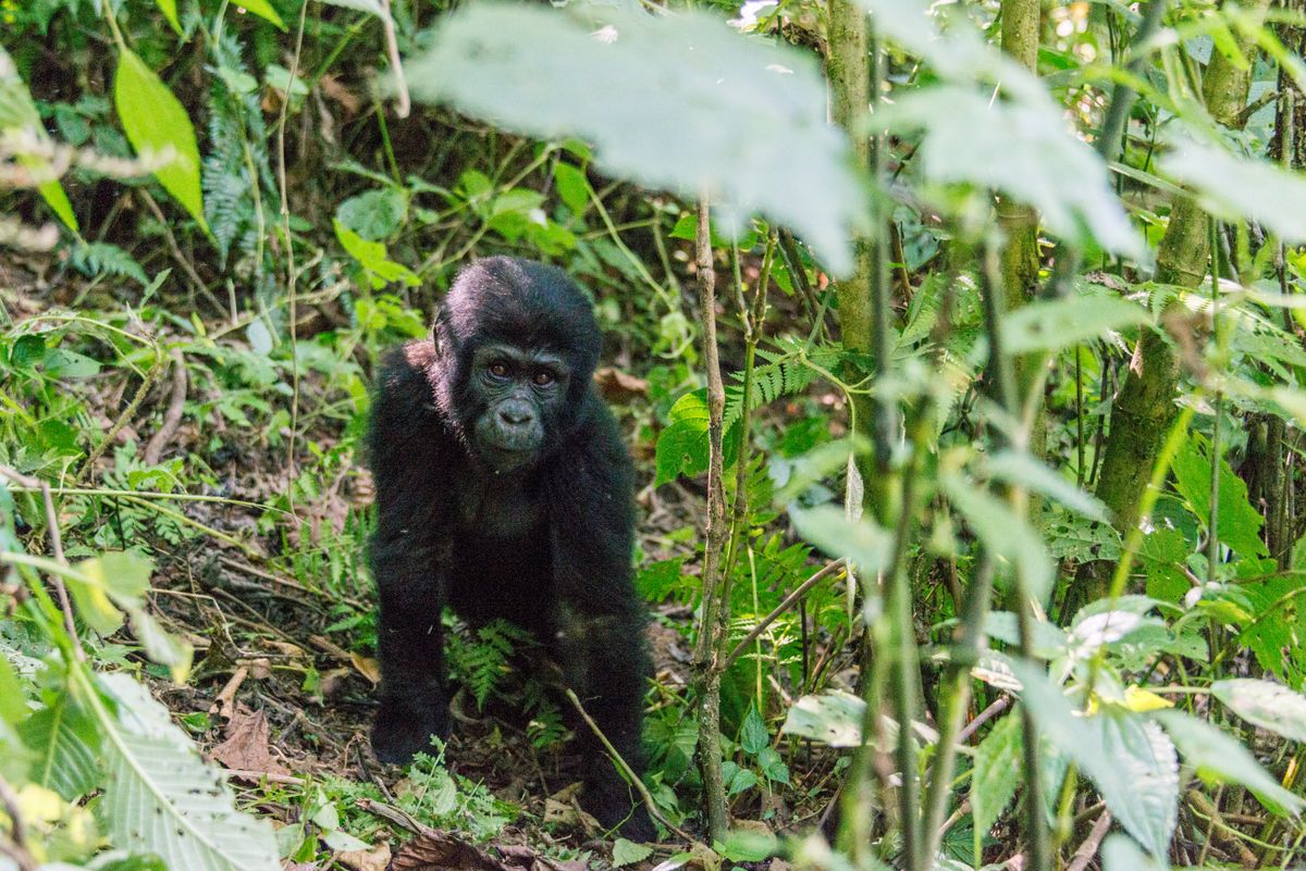 Golden Monkey Tracking