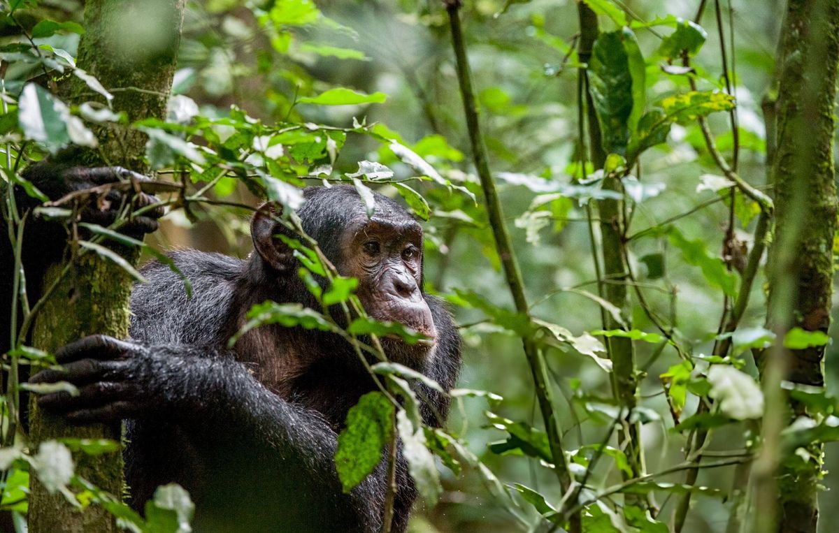 Responsible Safari Tourism