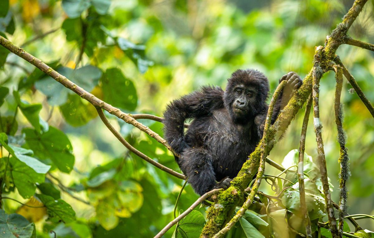 Gorilla Habituation Experience