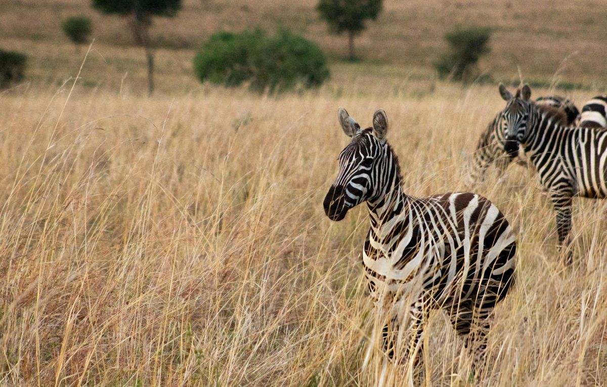 Remote Wilderness Game Drives