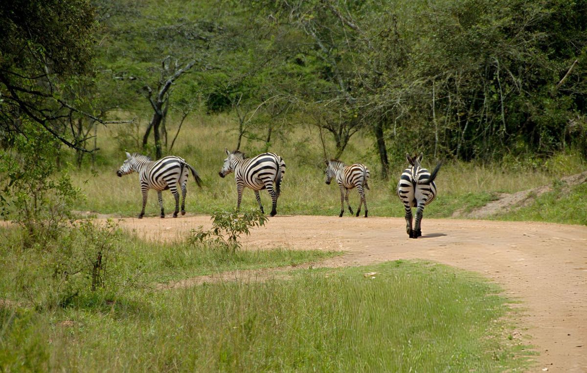 Walking Safaris