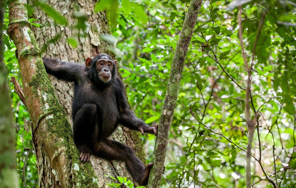 3 Days Kibale Chimp Tracking