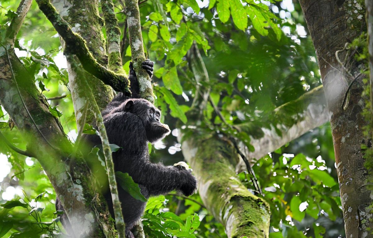 Conservation Through Safari Tourism