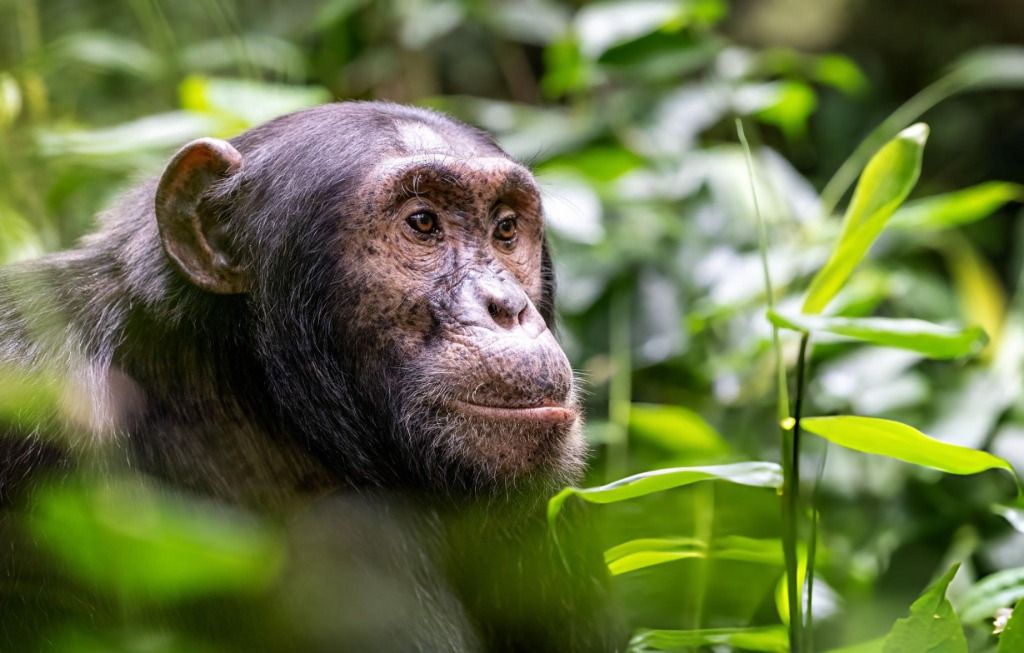 Kibale National Park