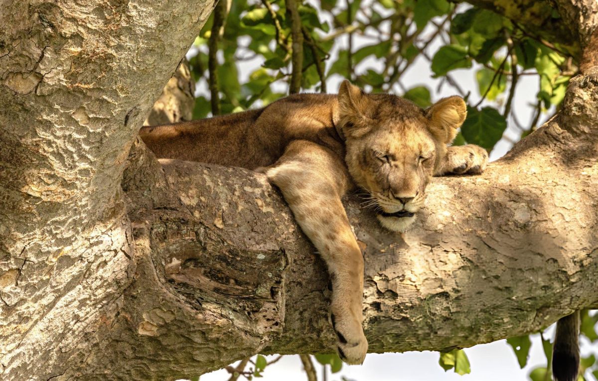 12 Days Uganda Wildlife Safari Tour