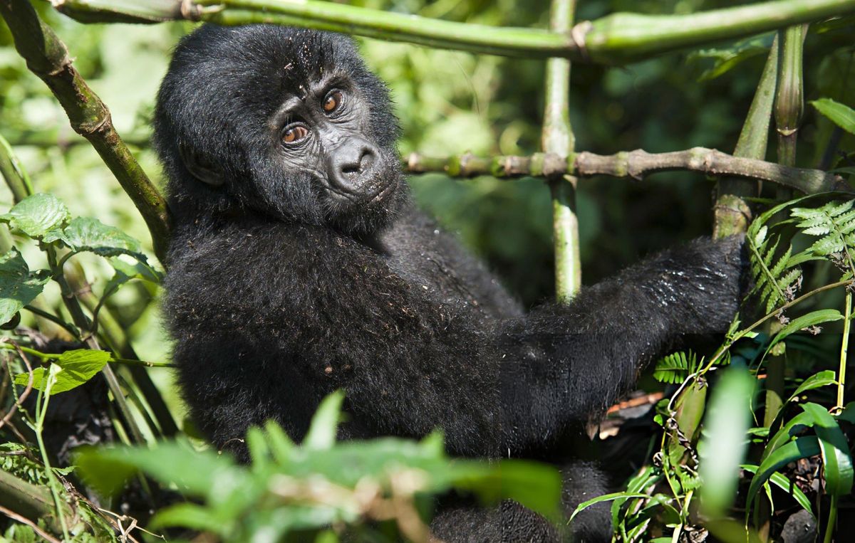 17 Days Ultimate Uganda Safari