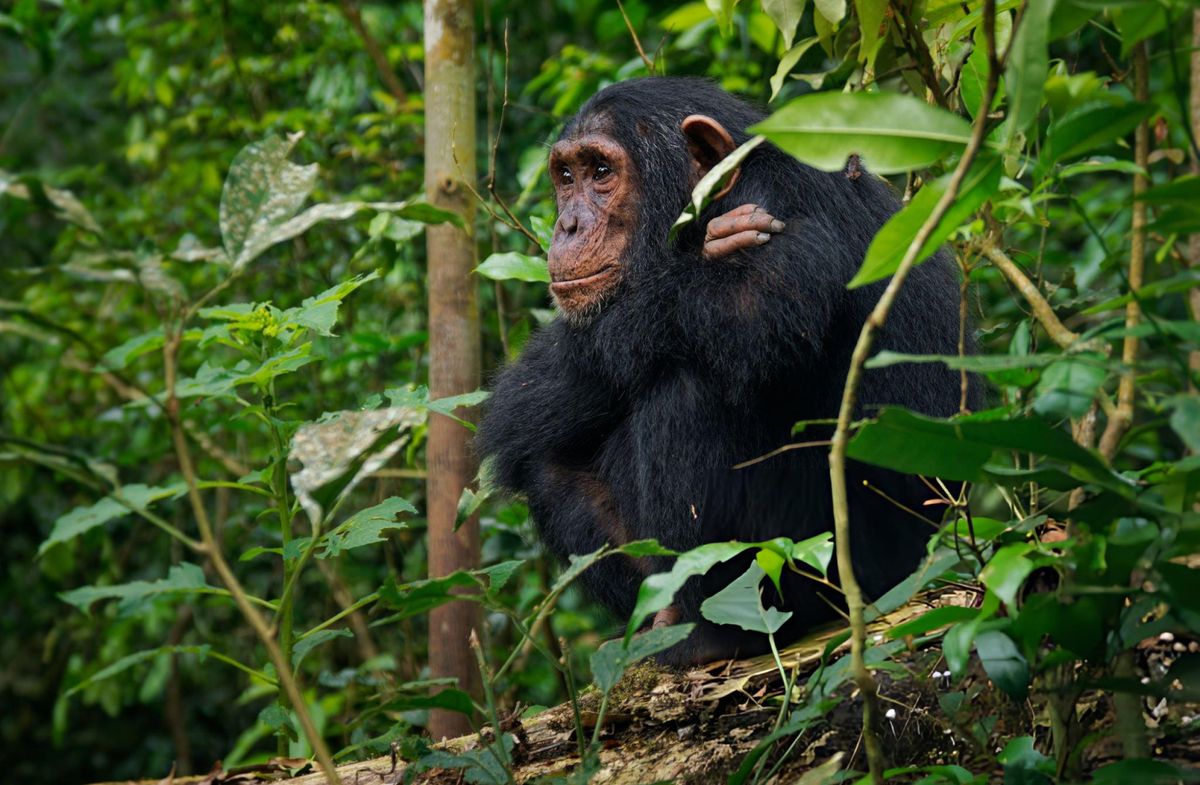 3 Days Chimpanzee & Cultural Safari - Kibale