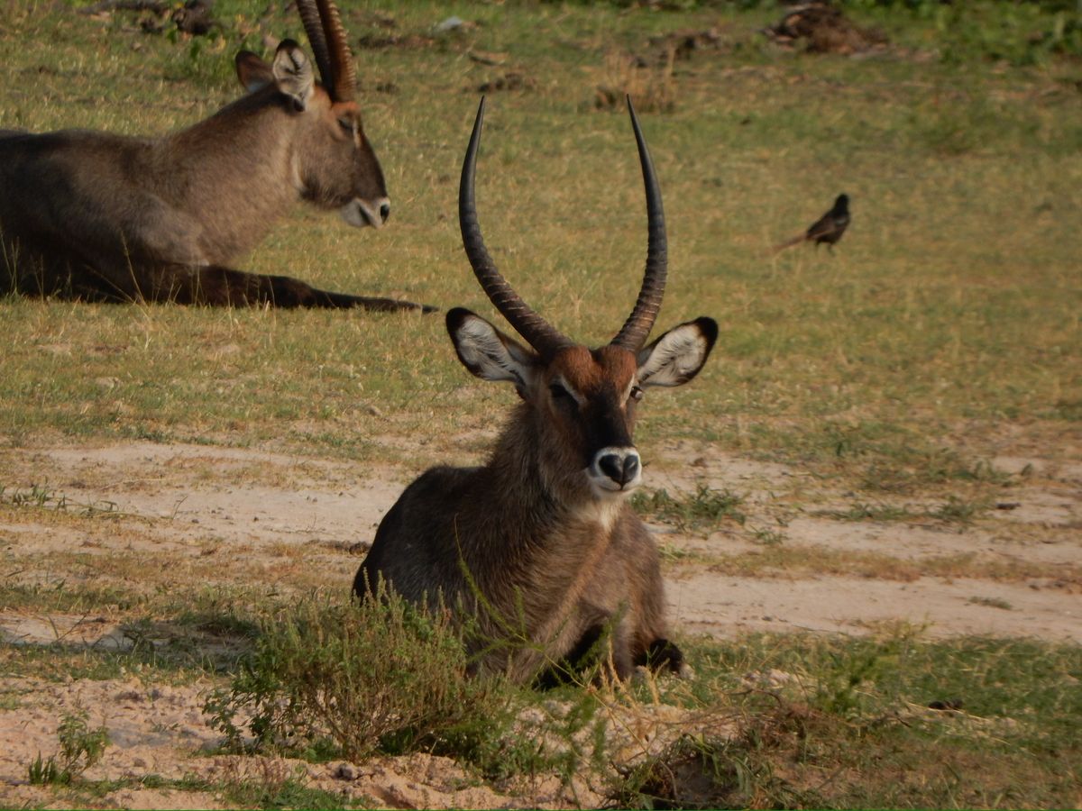 3 Days Queen Elizabeth Safari