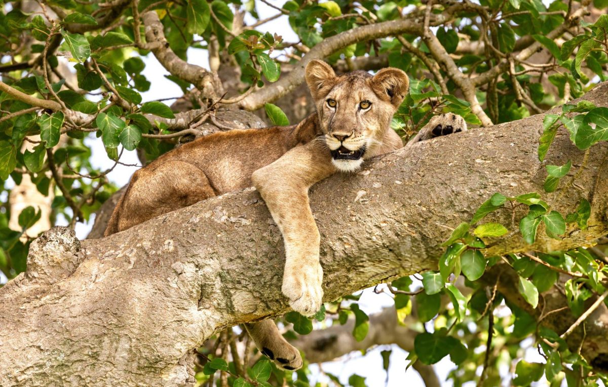 5 Day Gorillas and Lions Tour