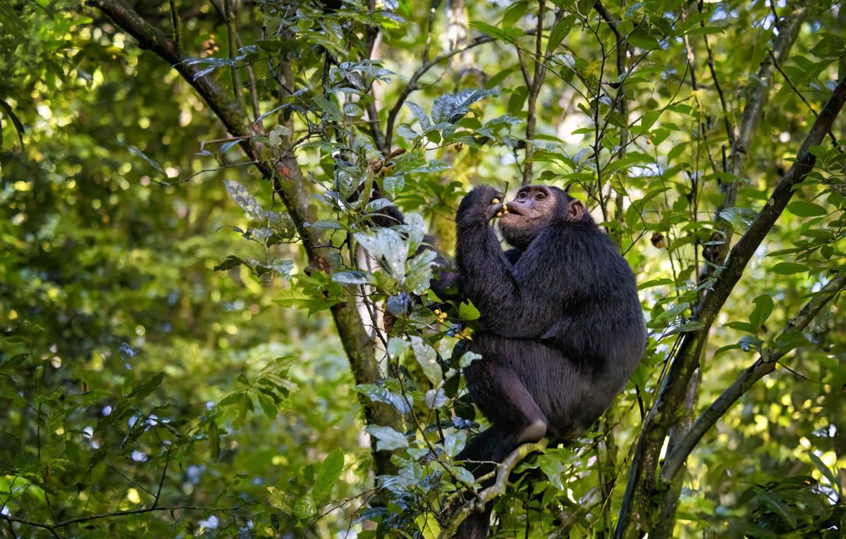 7 Days Gorilla & Chimpanzee Safari