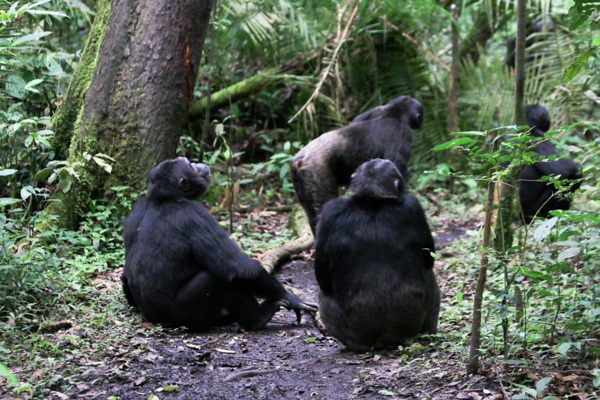 Schimpansen-Tracking im Kibale Forest Uganda