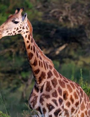 Giraffe-2