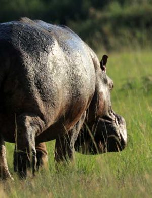 Hippo-2