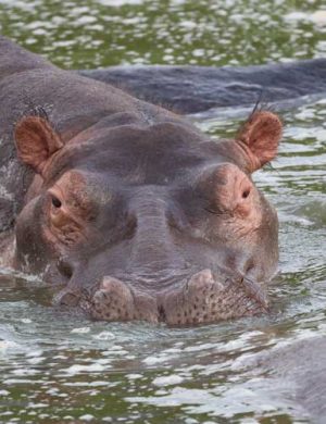 Hippo-edited