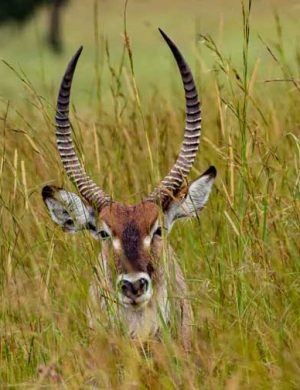 KP-antelope