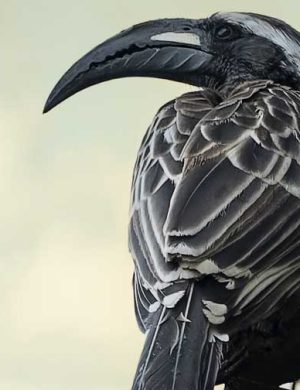 birdlife