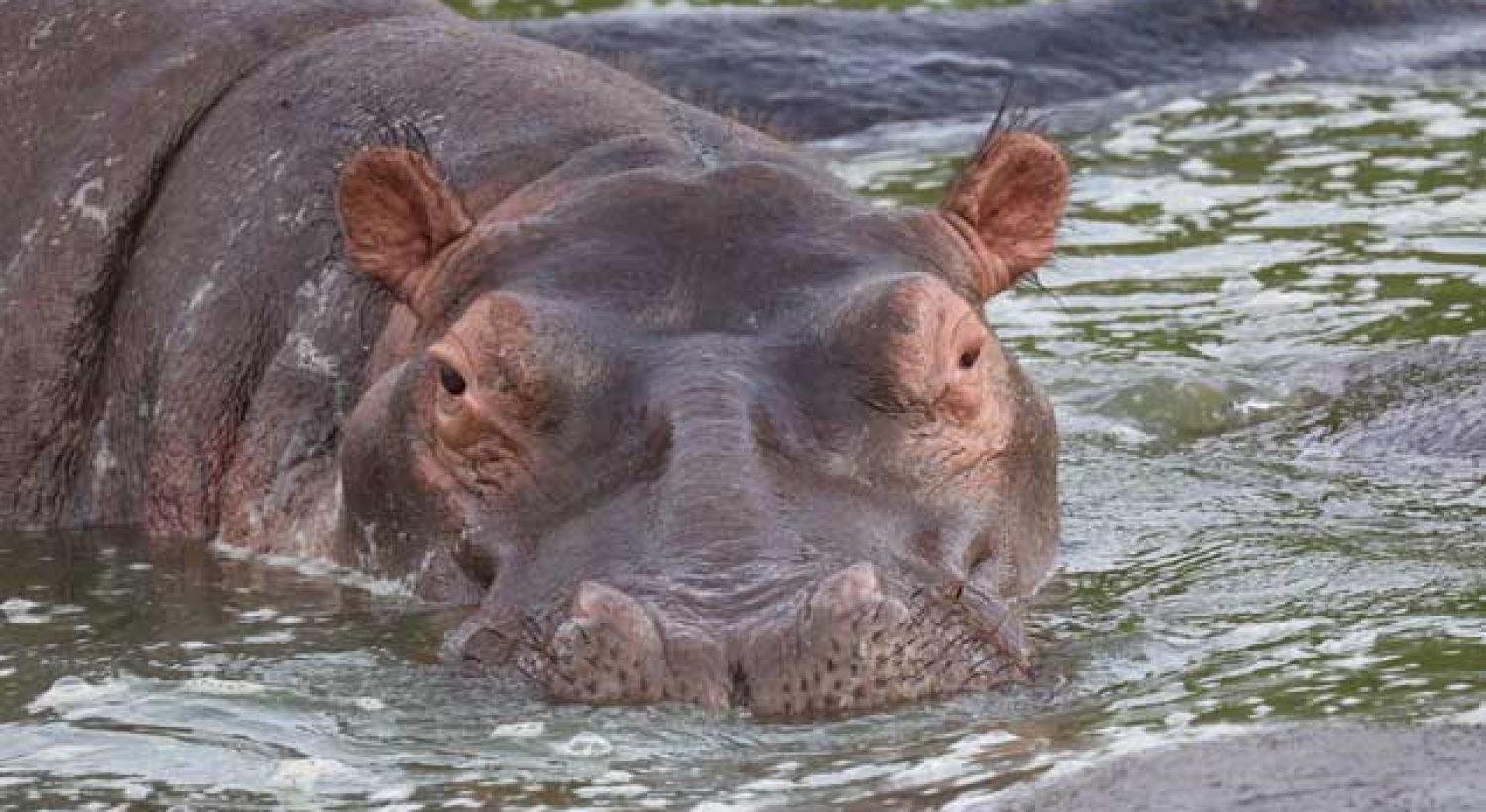 Hippo-edited