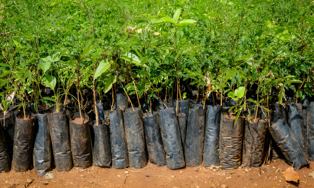 Tree Seedlings Tree Seedlings