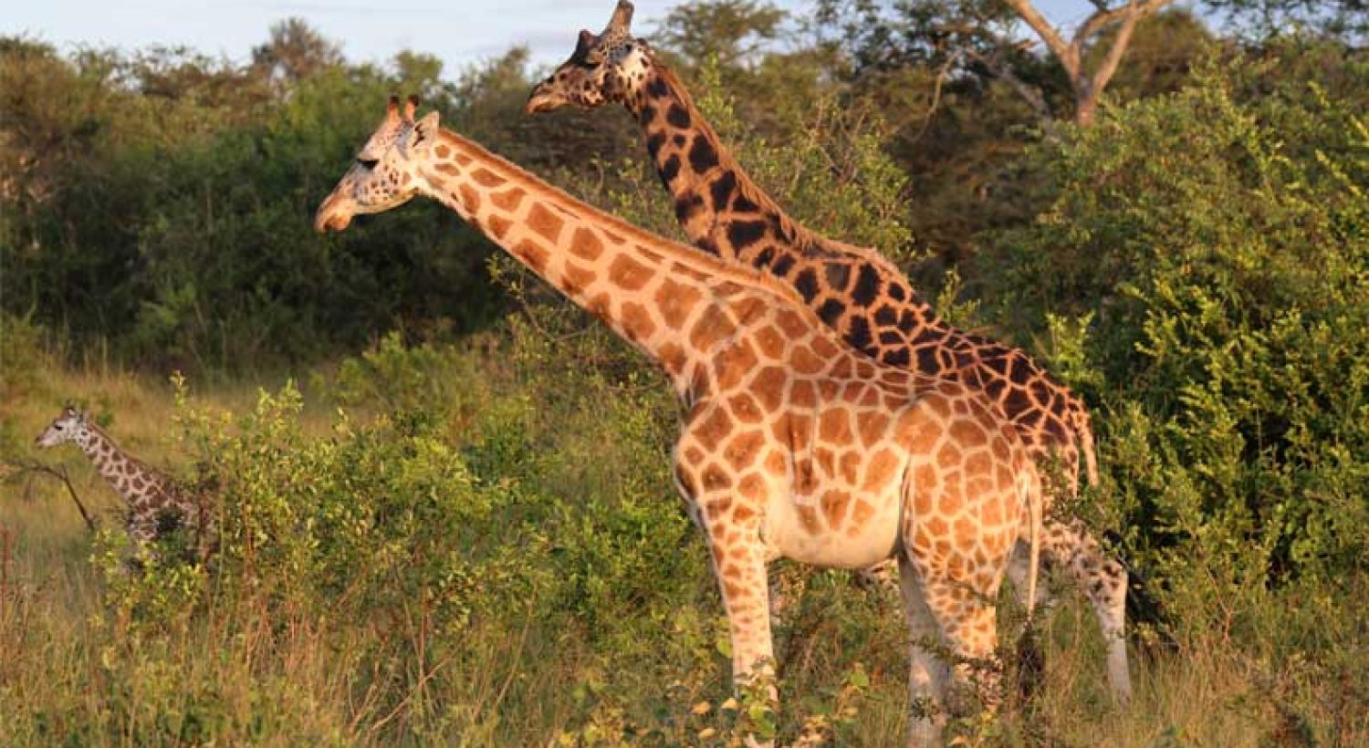 giraffe-1