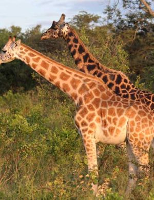 giraffe-1