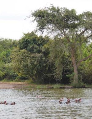 hipos-in-lake-mburo