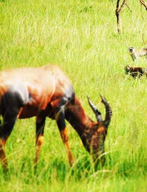 impala-grazing