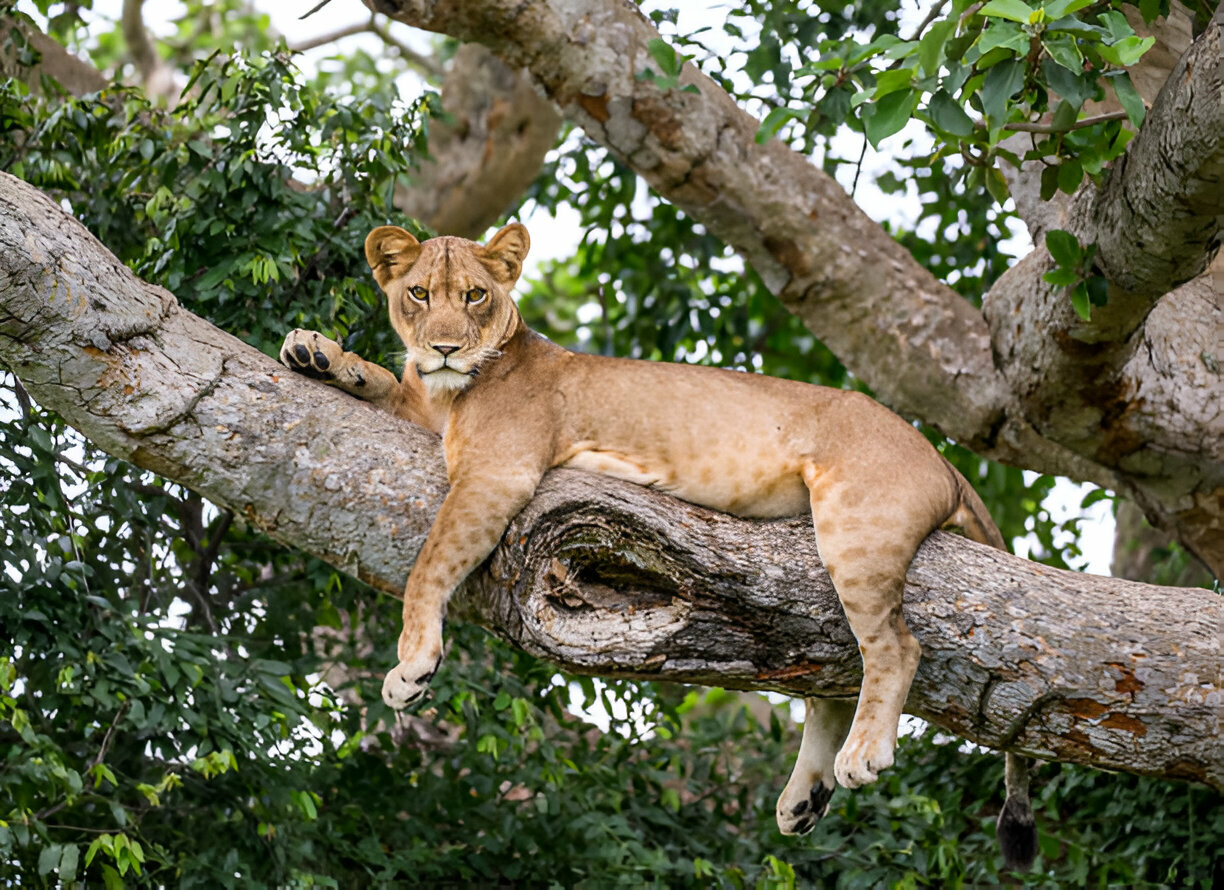 lion in the tree