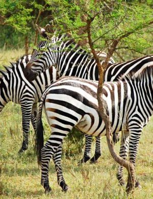 zebras